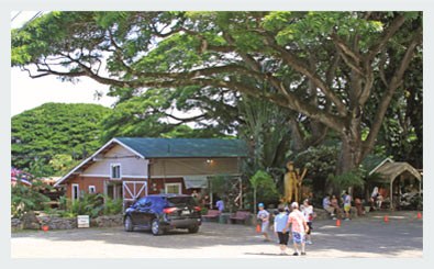 Tropical Farms - The Macadamia Nut Farm Outlet