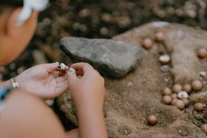 Tropical Farms - Macadamia Nut Farm Oahu. Hawaii